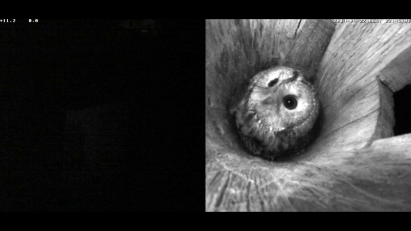 Estonian Tawny Owl Webcam 2014 - Page 16 Kccccc12