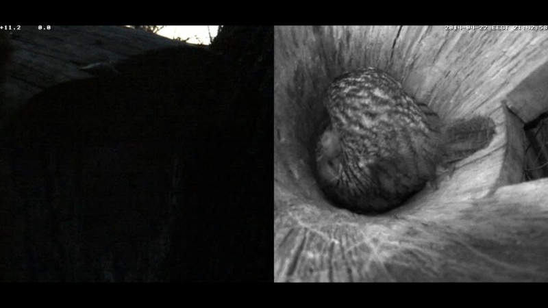 Estonian Tawny Owl Webcam 2014 - Page 16 Kddddd17