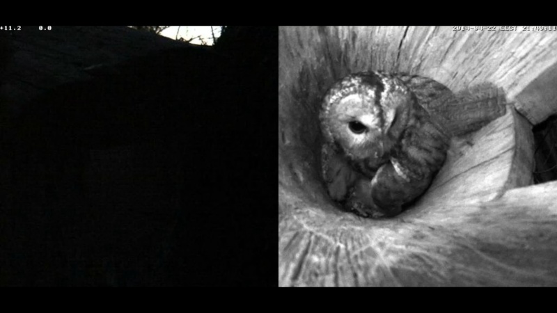 Estonian Tawny Owl Webcam 2014 - Page 16 Kddddd18