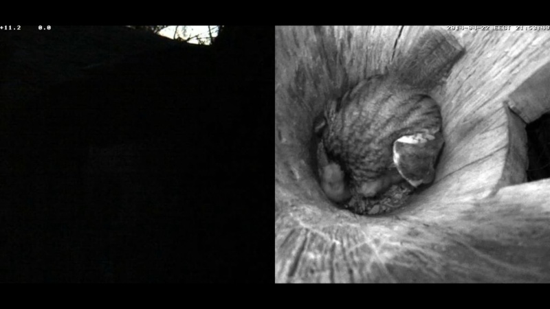 Estonian Tawny Owl Webcam 2014 - Page 16 Kddddd19