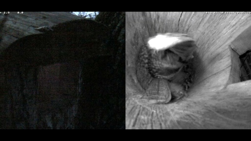 Estonian Tawny Owl Webcam 2014 - Page 9 Keefff12