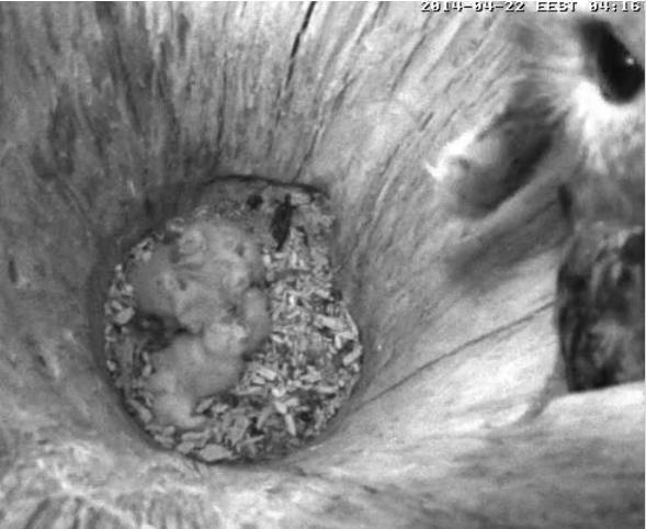 Estonian Tawny Owl Webcam 2014 - Page 13 Lccccc11