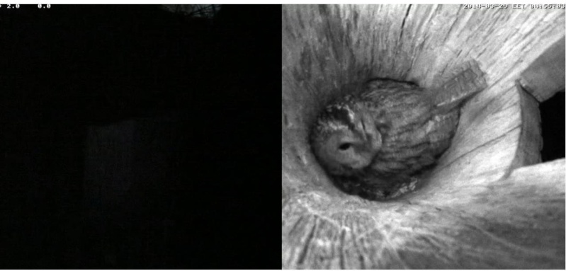 Estonian Tawny Owl Webcam 2014 - Page 7 Ldddde11