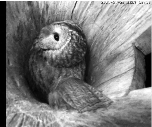 Estonian Tawny Owl Webcam 2014 - Page 13 Ldddhh10