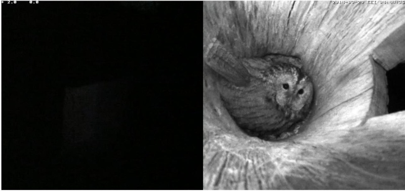 Estonian Tawny Owl Webcam 2014 - Page 7 Lddeee10