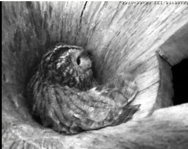 Estonian Tawny Owl Webcam 2014 - Page 7 Lfffff11