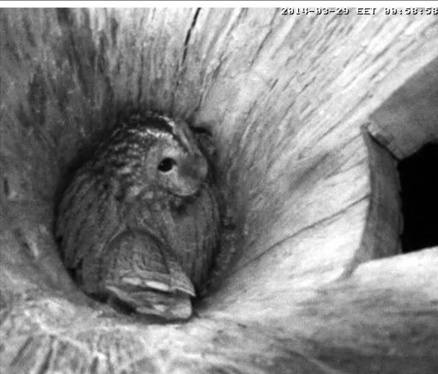 Estonian Tawny Owl Webcam 2014 - Page 7 Lfffgg10