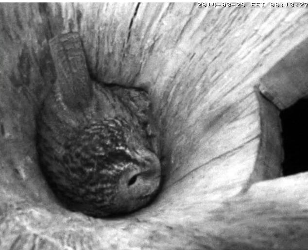 Estonian Tawny Owl Webcam 2014 - Page 7 Lggggh10