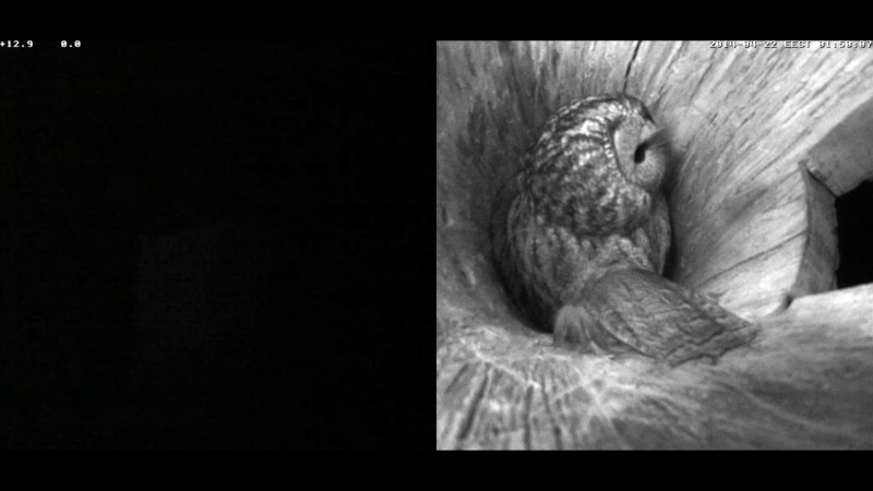 Estonian Tawny Owl Webcam 2014 - Page 13 Lghhhh11