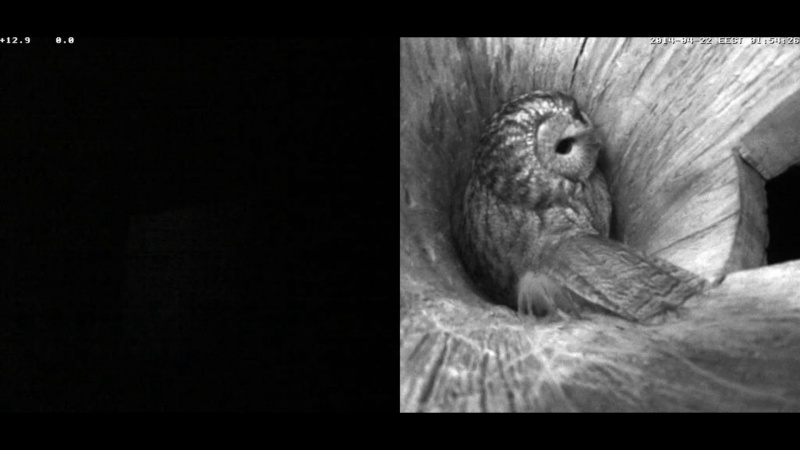 Estonian Tawny Owl Webcam 2014 - Page 13 Lghhhh12