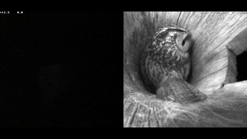 Estonian Tawny Owl Webcam 2014 - Page 13 Lhhhhh12