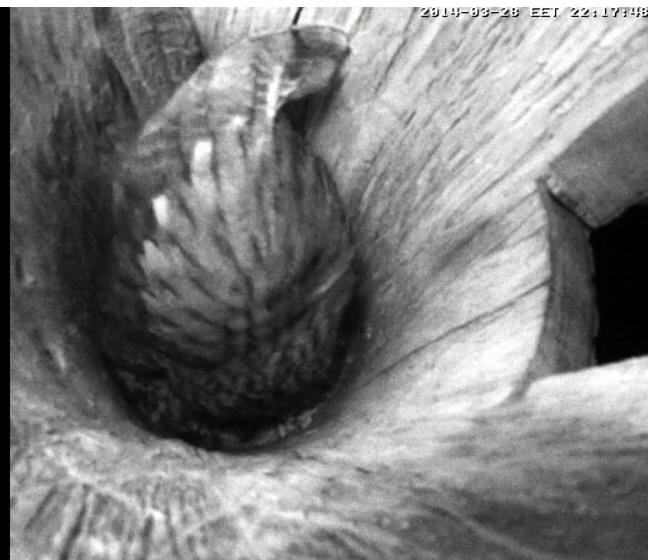 Estonian Tawny Owl Webcam 2014 - Page 6 Lhhhma10