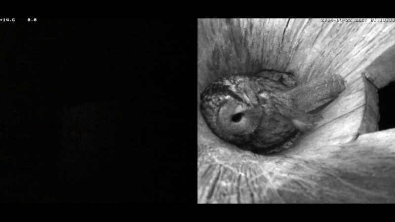 Estonian Tawny Owl Webcam 2014 - Page 12 Lhkkkk11