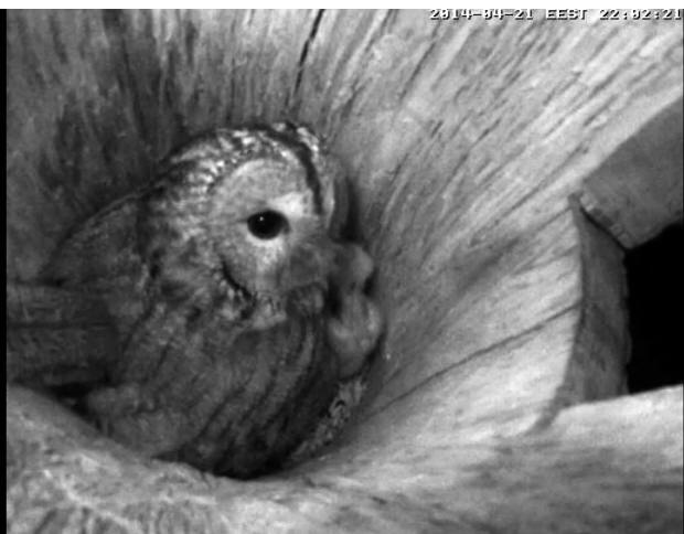 Estonian Tawny Owl Webcam 2014 - Page 11 Lkkkkm10