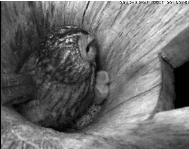 Estonian Tawny Owl Webcam 2014 - Page 11 Lkkkkm11