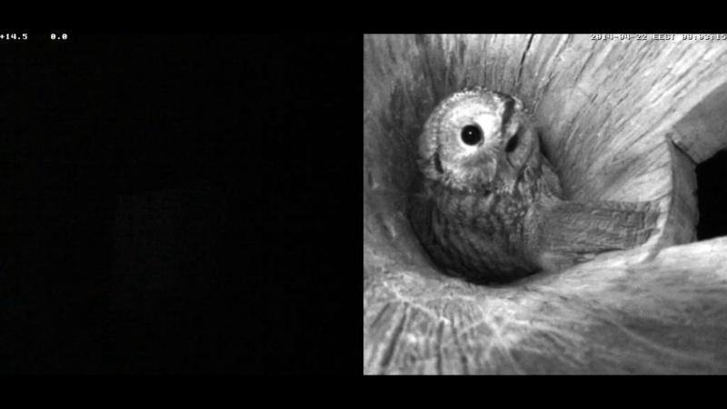 Estonian Tawny Owl Webcam 2014 - Page 11 Maaaaa15