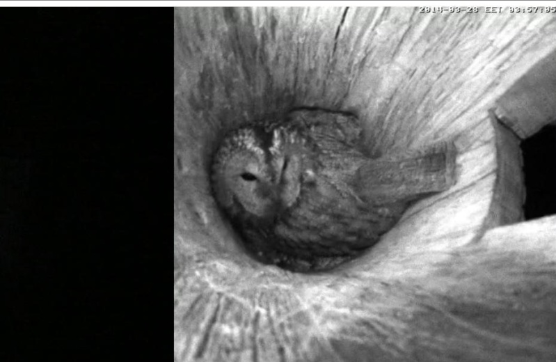 Estonian Tawny Owl Webcam 2014 - Page 5 Mgghhh10