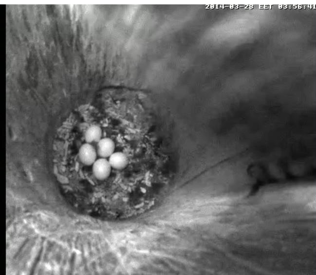 Estonian Tawny Owl Webcam 2014 - Page 5 Mghhhh10