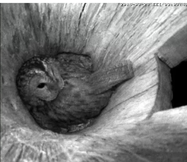 Estonian Tawny Owl Webcam 2014 - Page 5 Mhhhna10