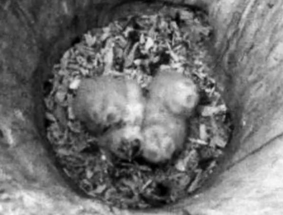 Estonian Tawny Owl Webcam 2014 - Page 7 Mhkkkk11