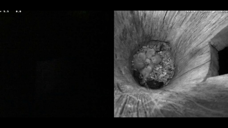 Estonian Tawny Owl Webcam 2014 - Page 7 Mkkkkk16