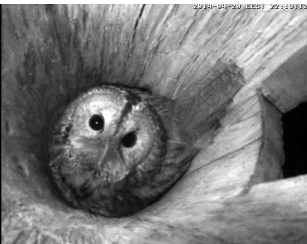 Estonian Tawny Owl Webcam 2014 - Page 6 Naaaaa16