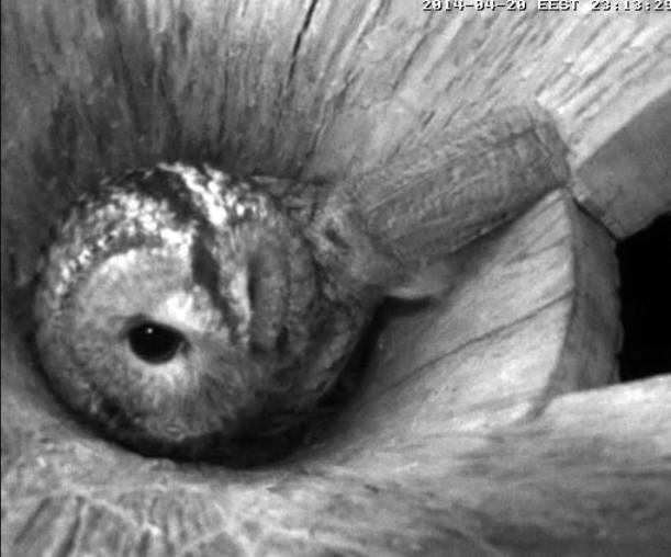 Estonian Tawny Owl Webcam 2014 - Page 6 Naaaaa19