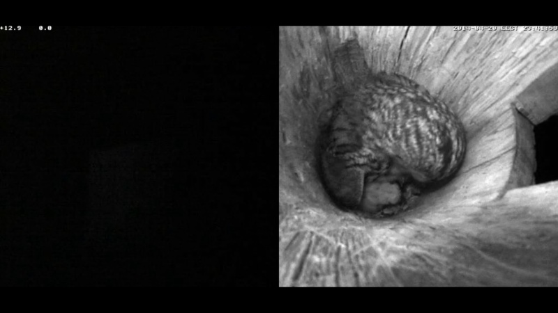 Estonian Tawny Owl Webcam 2014 - Page 5 Naaabb11