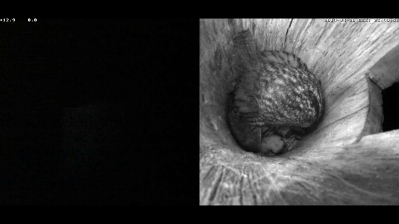 Estonian Tawny Owl Webcam 2014 - Page 6 Naaabb12