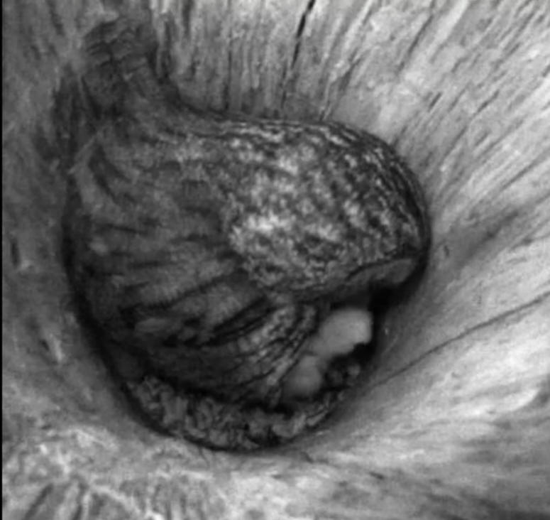 Estonian Tawny Owl Webcam 2014 - Page 5 Nbbbbb11