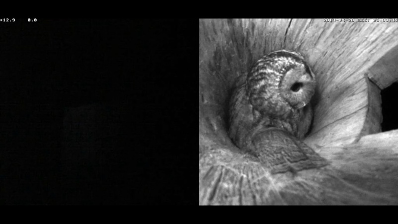 Estonian Tawny Owl Webcam 2014 - Page 5 Nbbbbc11
