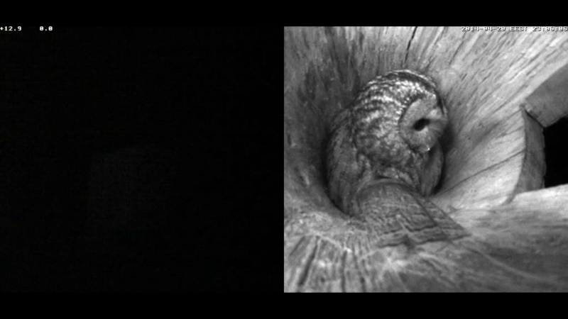 Estonian Tawny Owl Webcam 2014 - Page 6 Nbbbbc12