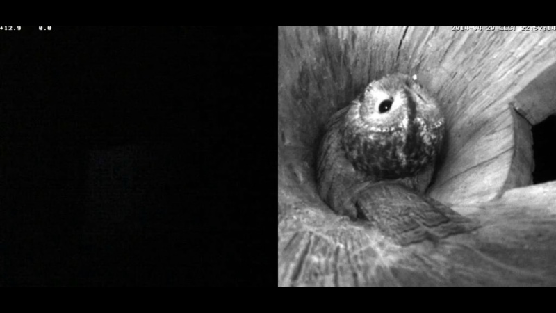 Estonian Tawny Owl Webcam 2014 - Page 5 Nbbbcc13