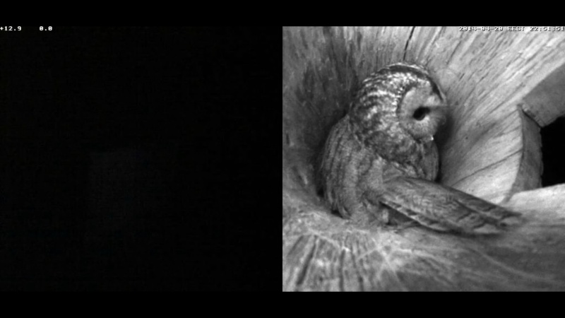 Estonian Tawny Owl Webcam 2014 - Page 5 Nbbccc11