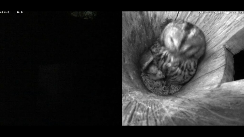 Estonian Tawny Owl Webcam 2014 - Page 5 Nccccc16