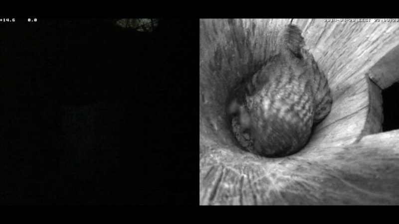 Estonian Tawny Owl Webcam 2014 - Page 5 Nccccd12