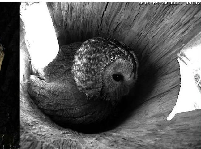 Estonian Tawny Owl Webcam 2014 - Page 3 Neefff12