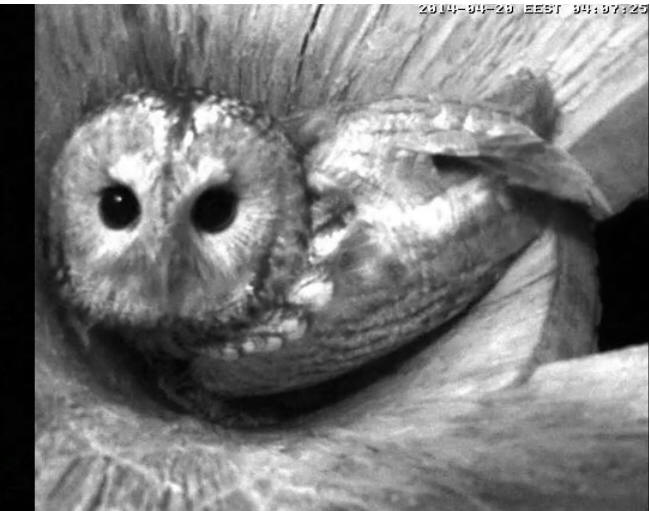 Estonian Tawny Owl Webcam 2014 - Page 2 Nhhkkk10