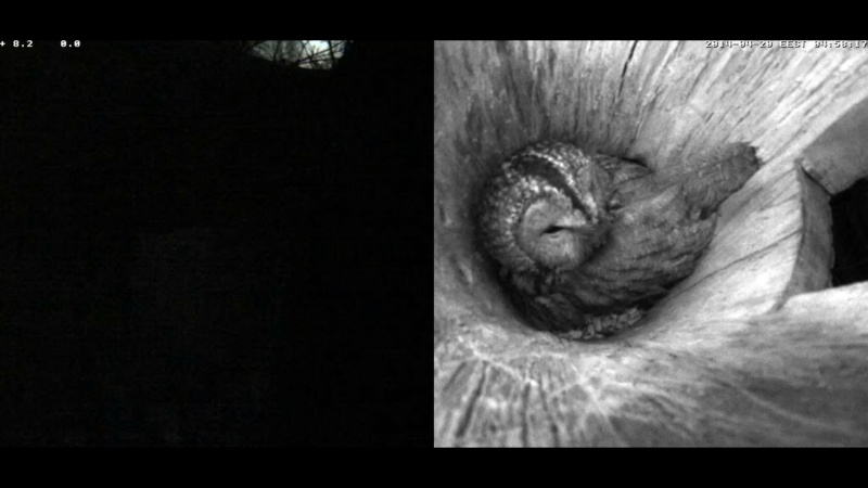 Estonian Tawny Owl Webcam 2014 - Page 2 Nhkkkk12