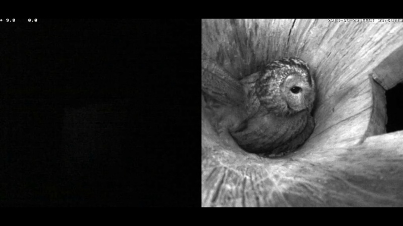 Estonian Tawny Owl Webcam 2014 - Page 2 Nkkkll11