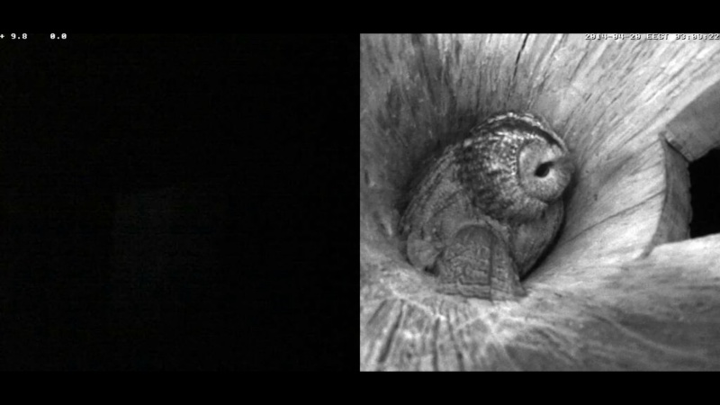 Estonian Tawny Owl Webcam 2014 - Page 2 Nkklll11