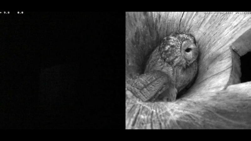 Estonian Tawny Owl Webcam 2014 - Page 2 Nkklll12