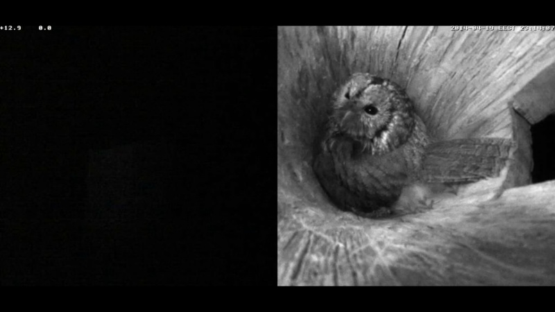 Estonian Tawny Owl Webcam 2014 Nlllll11