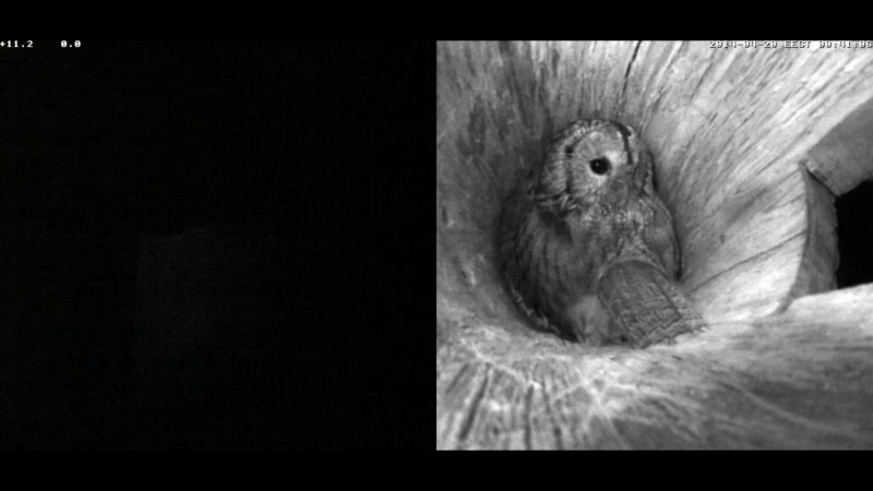 Estonian Tawny Owl Webcam 2014 Nlllll15