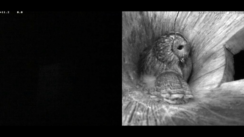 Estonian Tawny Owl Webcam 2014 - Page 2 Nlllll20