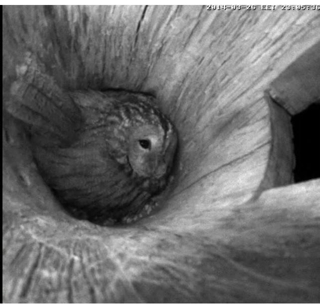 Estonian Tawny Owl Webcam 2014 - Page 2 Obbccc10