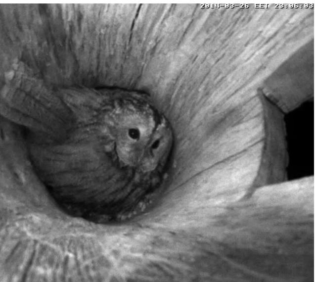 Estonian Tawny Owl Webcam 2014 - Page 2 Obbccc11