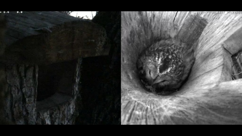 Estonian Tawny Owl Webcam 2014 - Page 39 Oddddd19