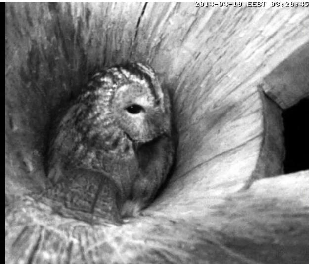 Estonian Tawny Owl Webcam 2014 - Page 38 Odddde11
