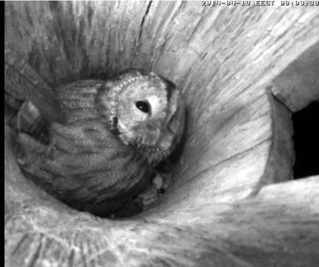 Estonian Tawny Owl Webcam 2014 - Page 38 Oeeeee13